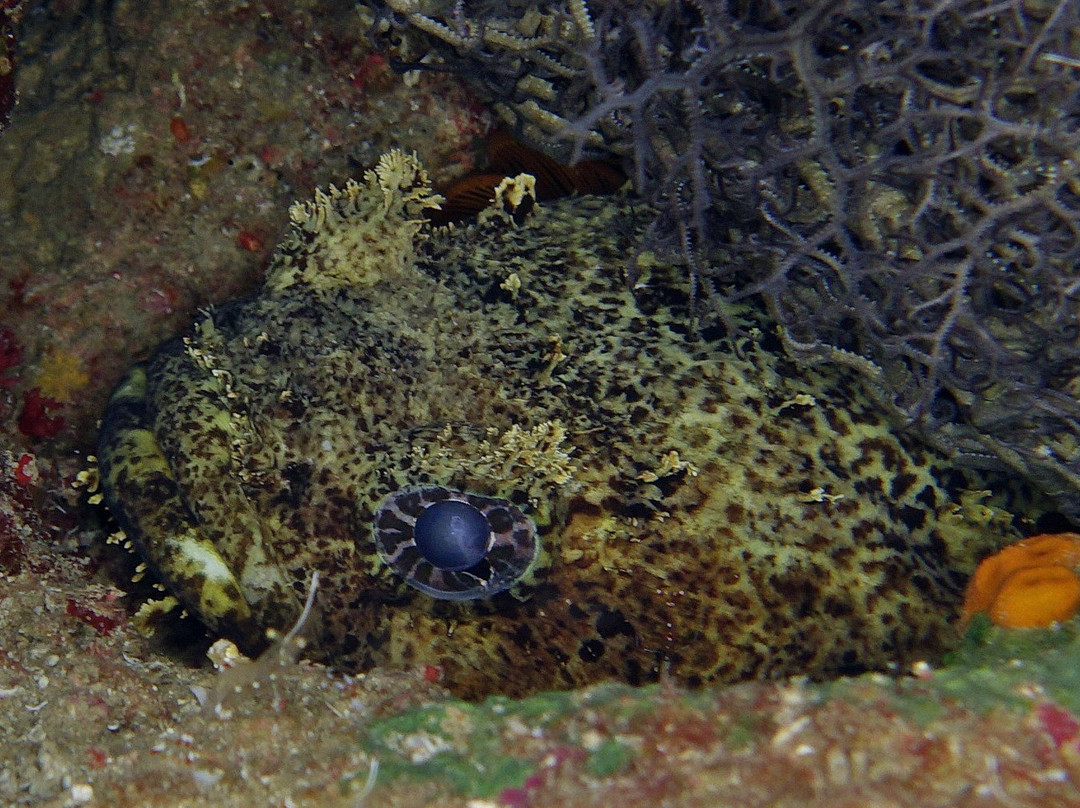 Sinai Divers Aqaba-亚喀巴必去景点