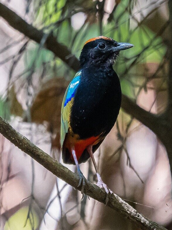 Tracks Birding & Photography Tours-达尔文市必去景点