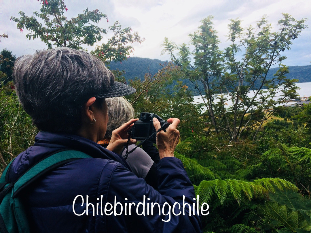 Chile Birding Chile-Puerto Aisen必去景点