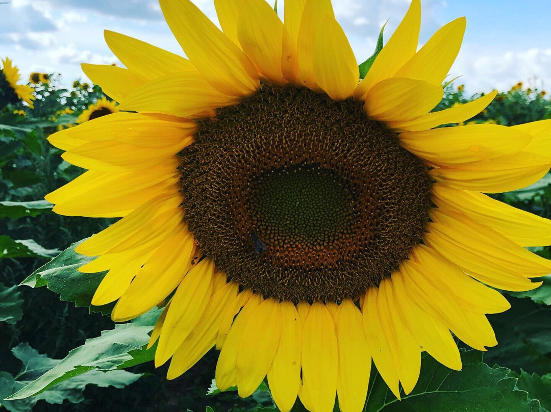 Ramseyer Farms-Wooster必去景点