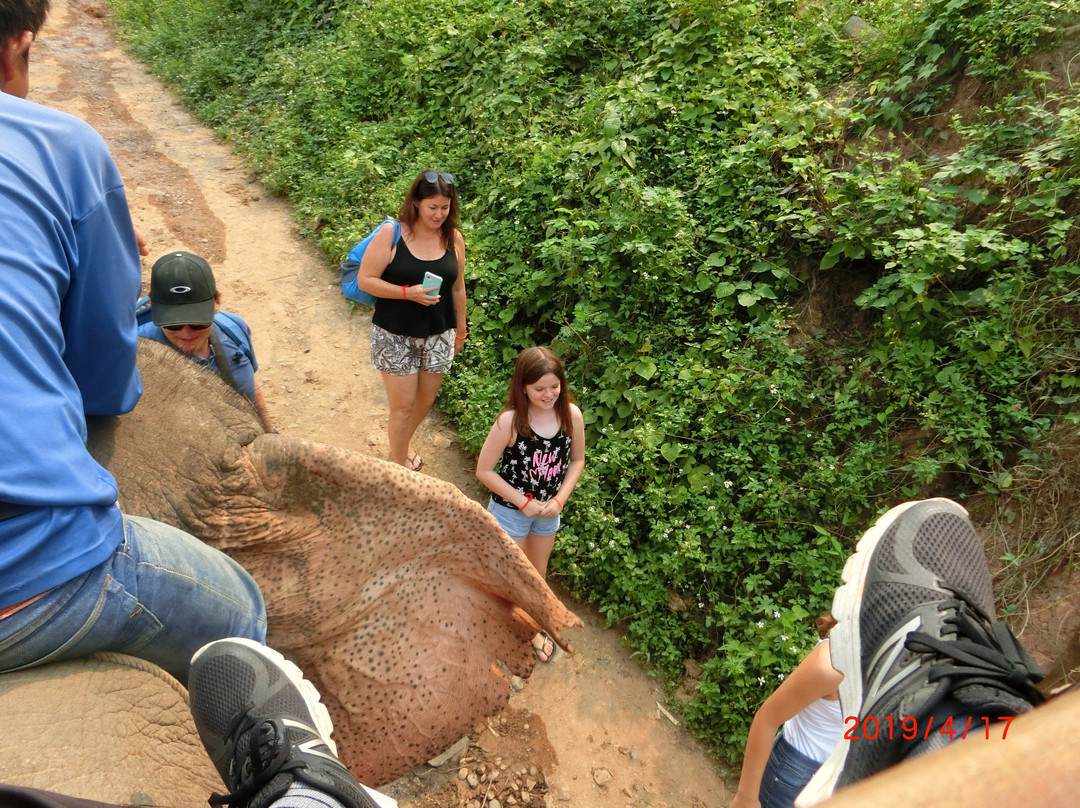 Elephant Village Sanctuary & Resort景点图片