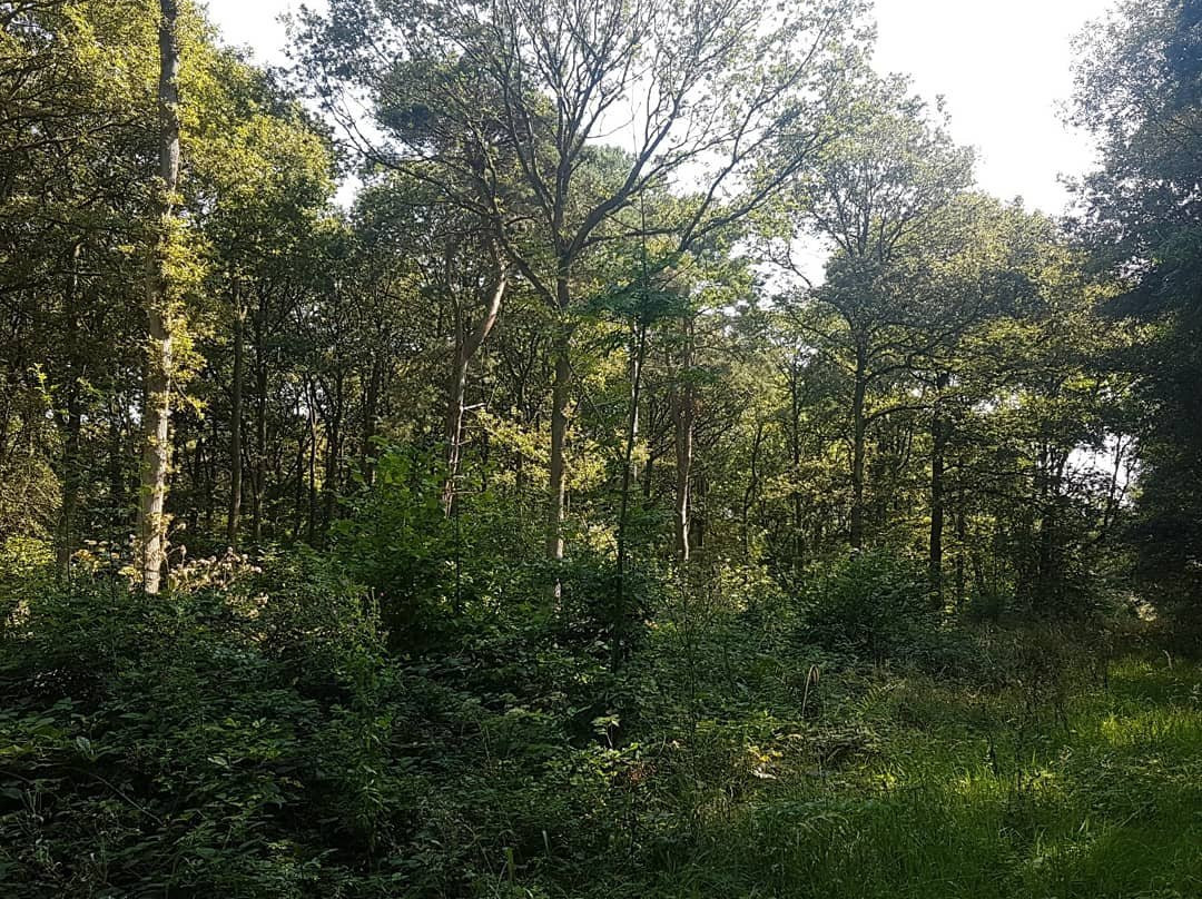 Chambers Farm Woods景点图片