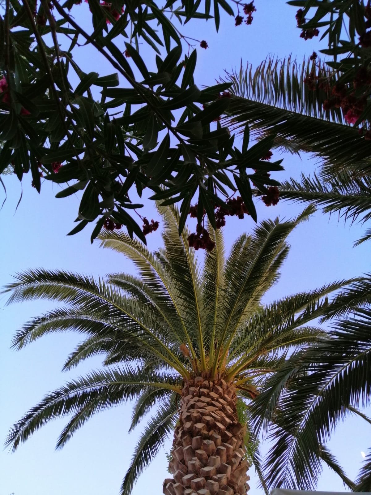 Rawda Resort Hotels Altinoluk-浴室