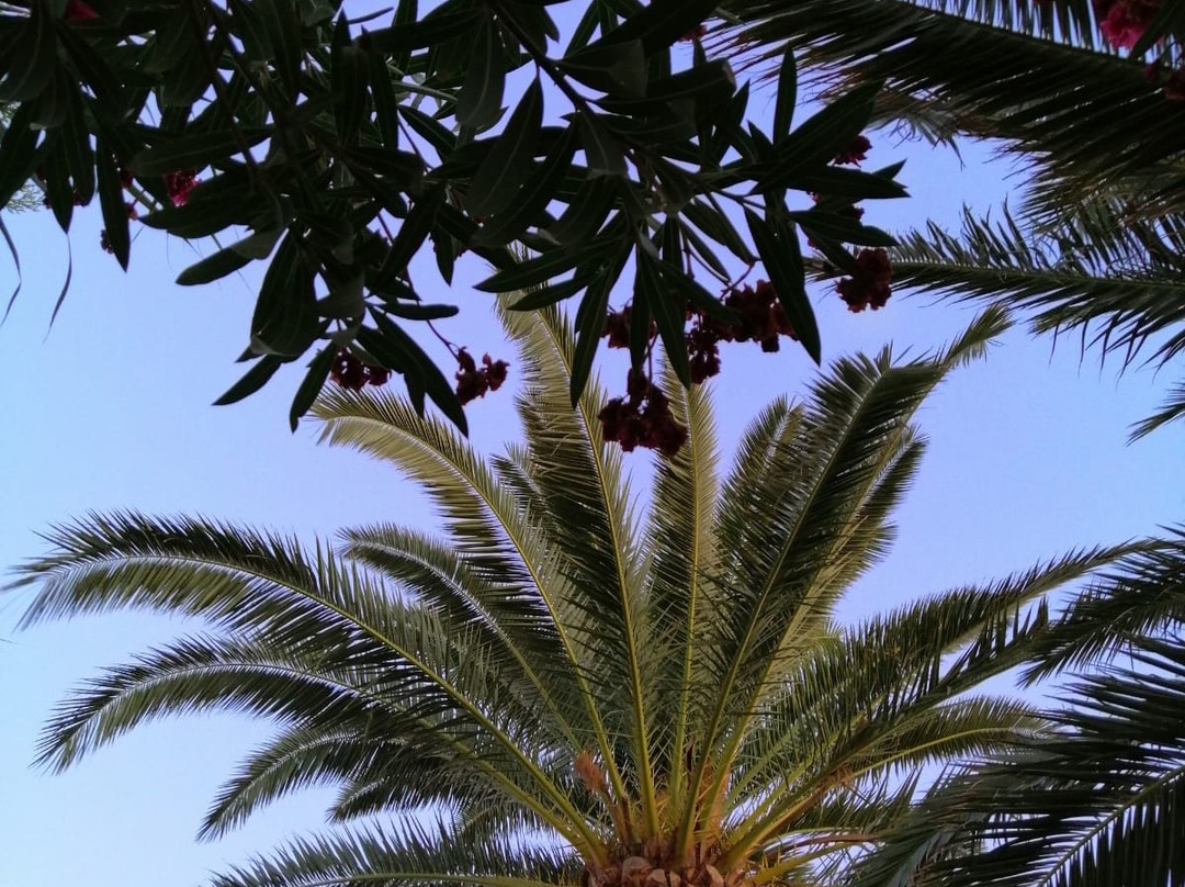 Rawda Resort Hotels Altinoluk主图