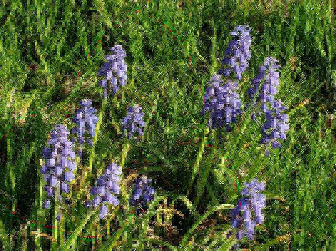 Heron Haven-奥马哈必去景点