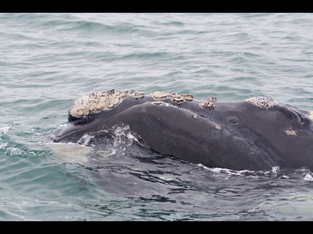 Albany Whale Tours景点图片