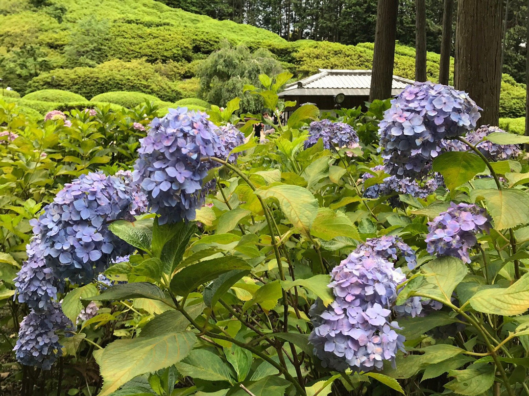 Mimuroto-ji Temple Garden景点图片