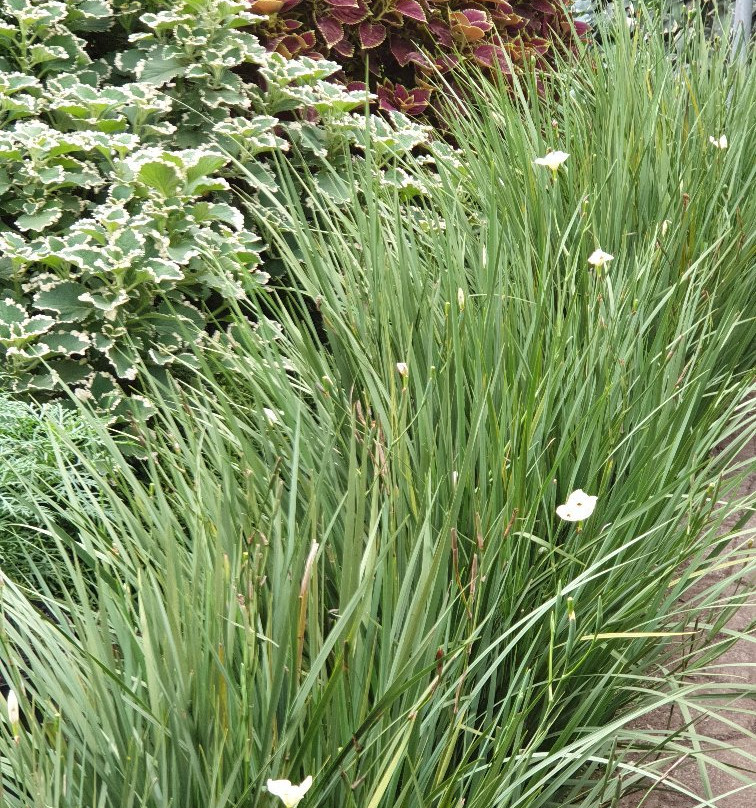 Begonia Garden-连旺必去景点