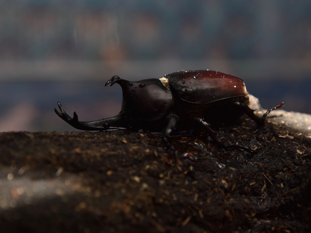 Arakawa Shizen Park-荒川区必去景点