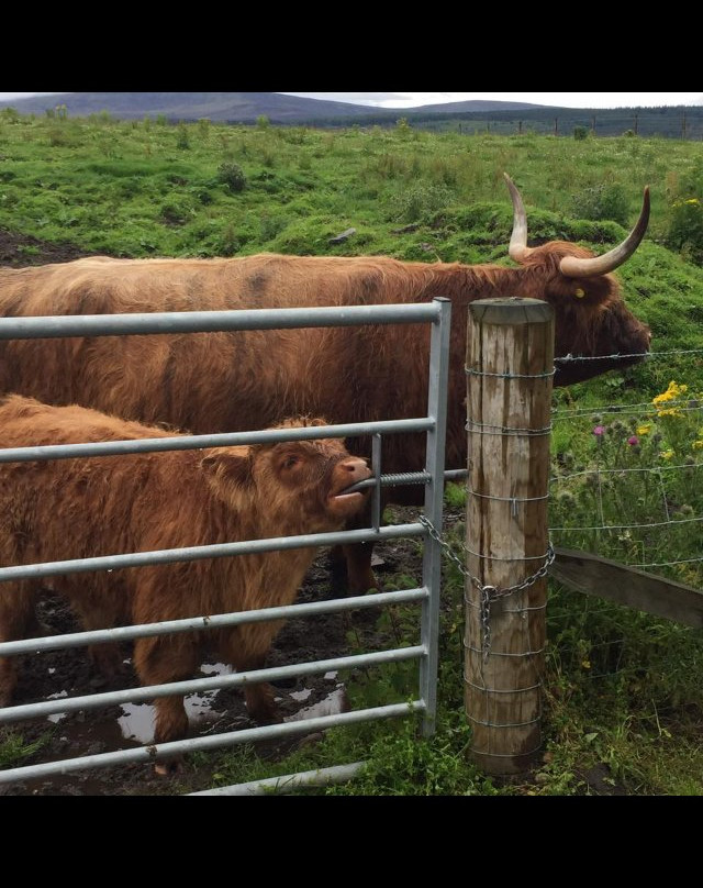 Glen Grant Whisky Distillery and Garden景点图片