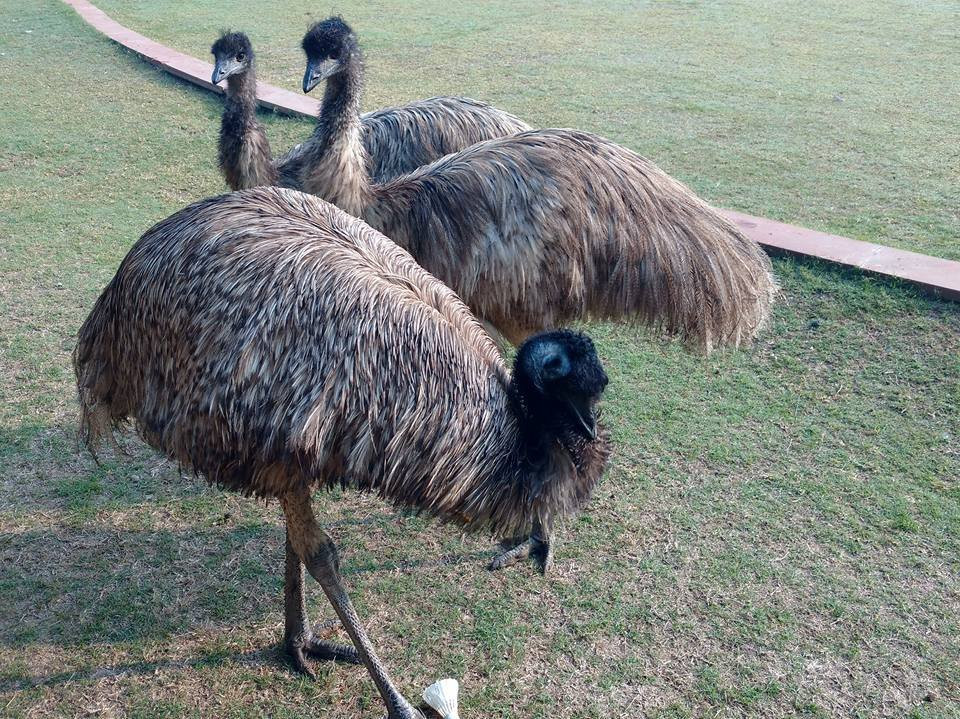 The Westin Sohna Resort & Spa主图