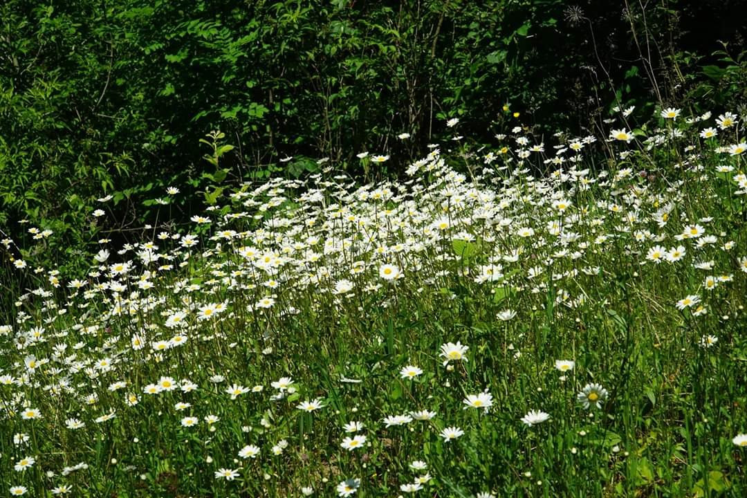 Jura Decouverte Nature