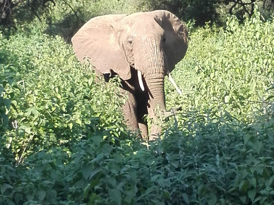 Wild Gaze Safaris Ltd-Iringa必去景点