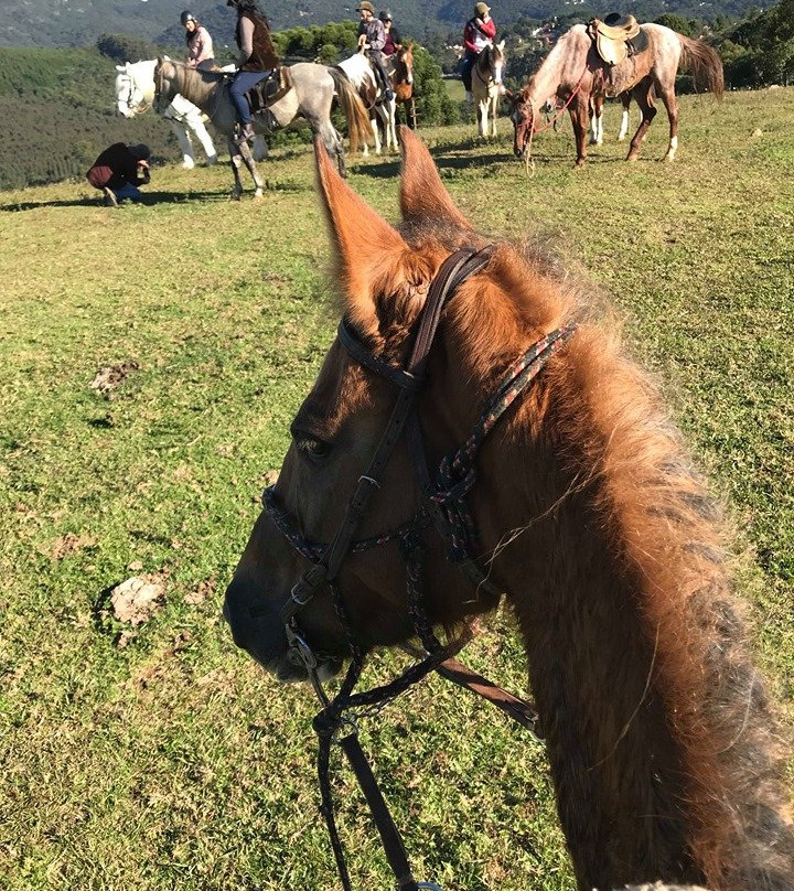Haras Encanto Horse景点图片