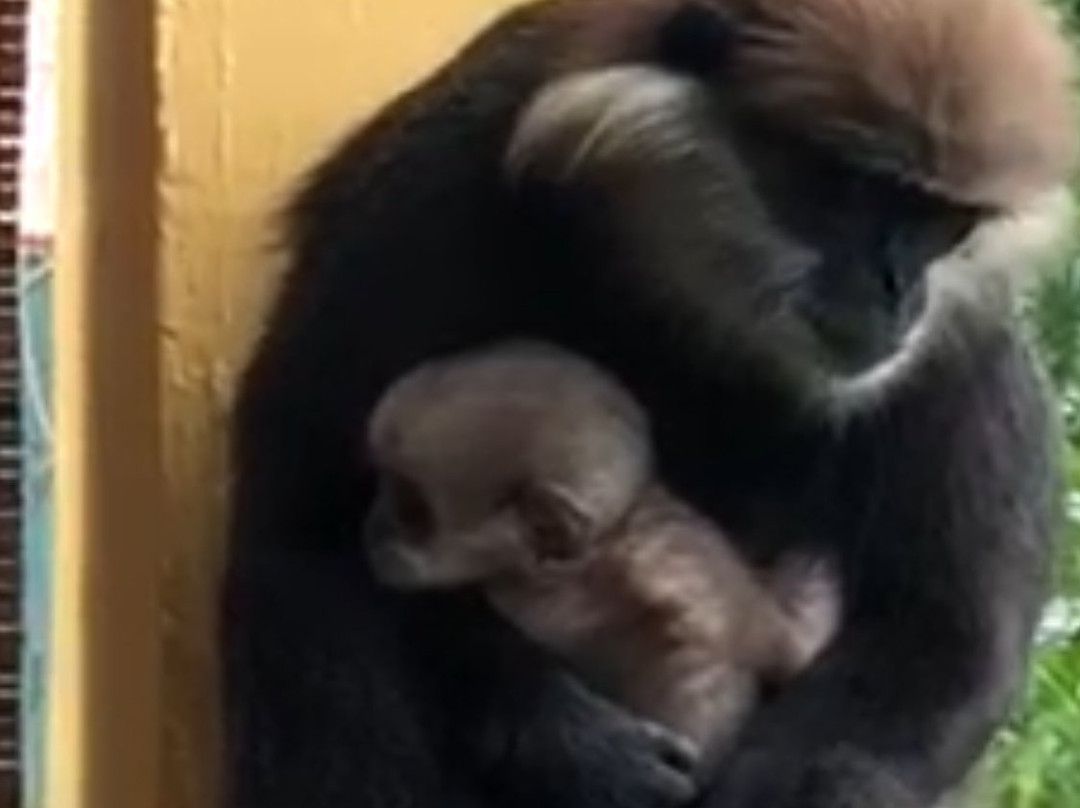 Barberyn Beach Ayurveda Resort主图