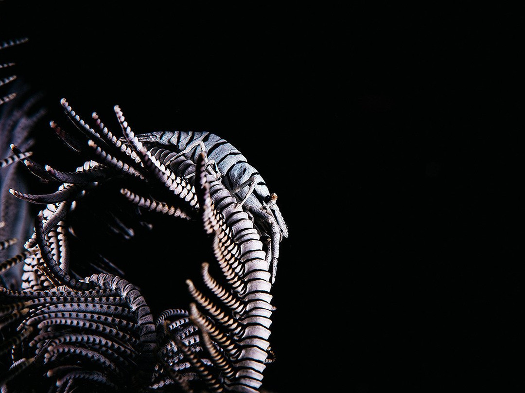 Mahi Mahi Dive Resort主图