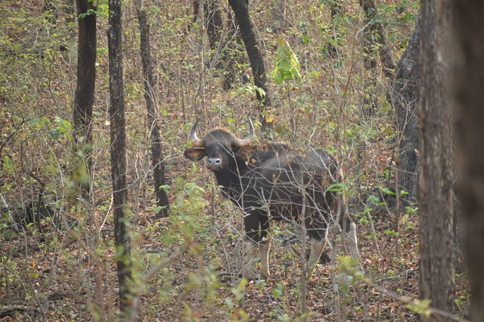 Debrigarh Wildlife Sanctuary景点图片
