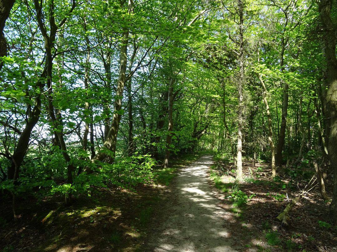 Heilooer Forest景点图片