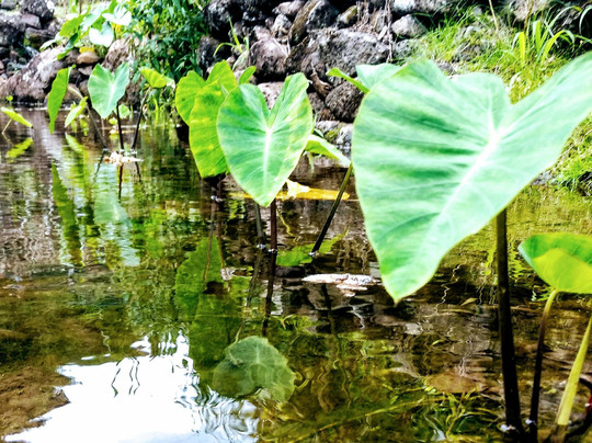 Halfway to Hana Tours-卡胡卢伊必去景点
