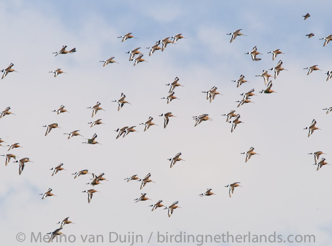 Birding Netherlands景点图片