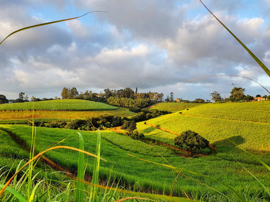 Kearsney Manor Guesthouse主图