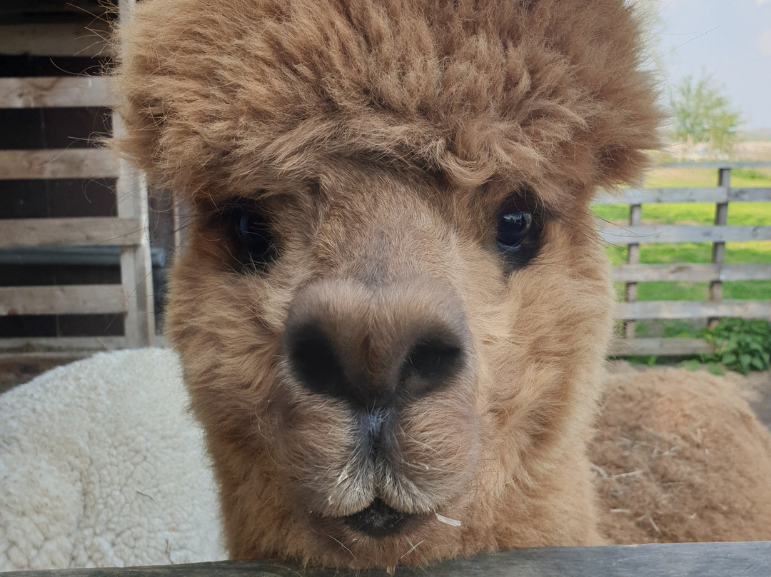 Alpaca farm River Forelands-Wamel必去景点