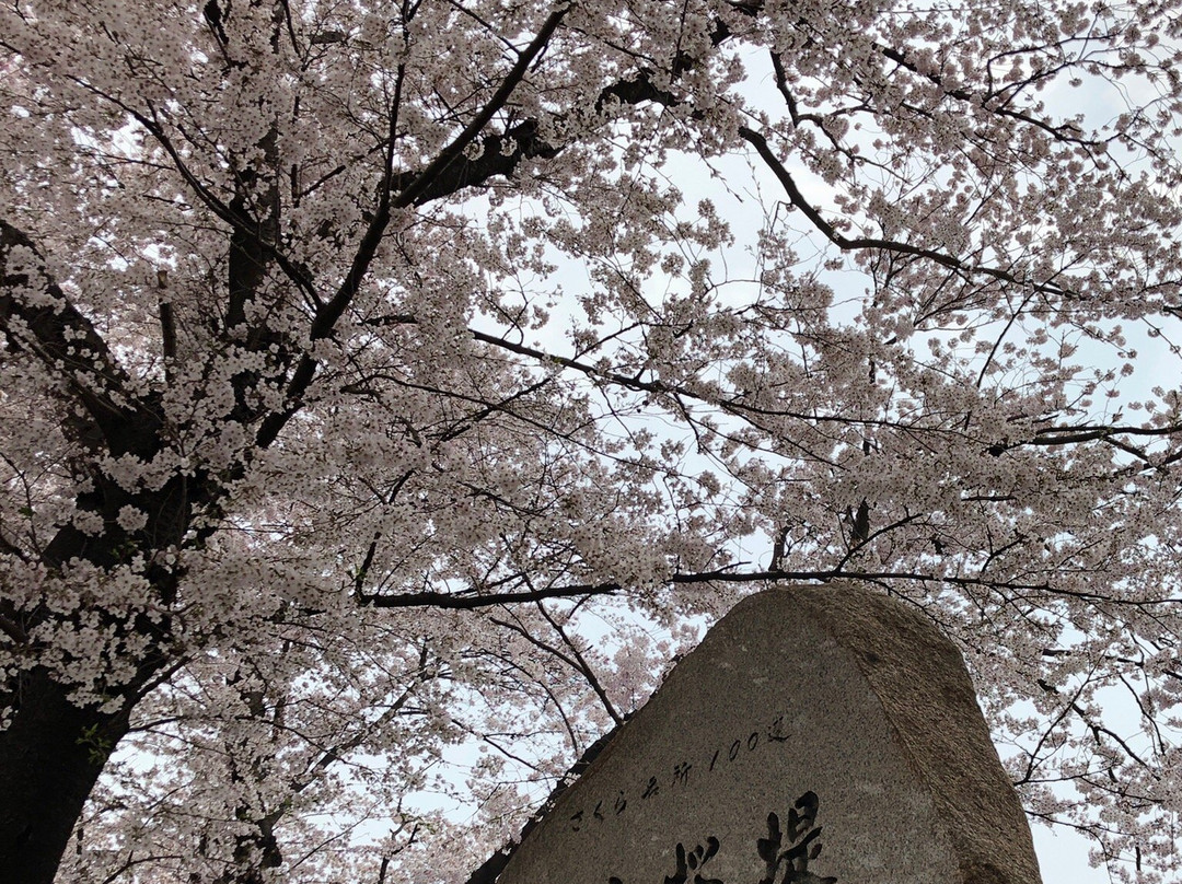 Kumagaya Sakura Tsutsumi-熊谷市必去景点
