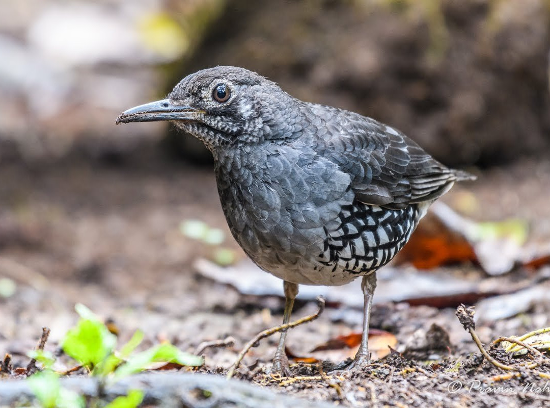 Birdpacker Birding Tour景点图片