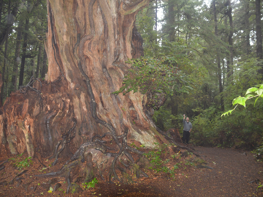 Quinault Big Cedar景点图片