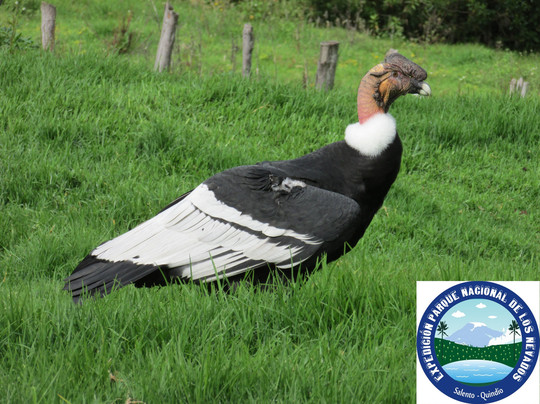 Cocora Travel-萨伦托必去景点