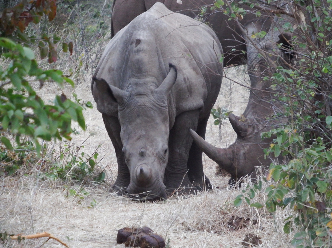 Afrizim Rhino Walk - Mosi Oa Tunya Park-李文斯顿必去景点