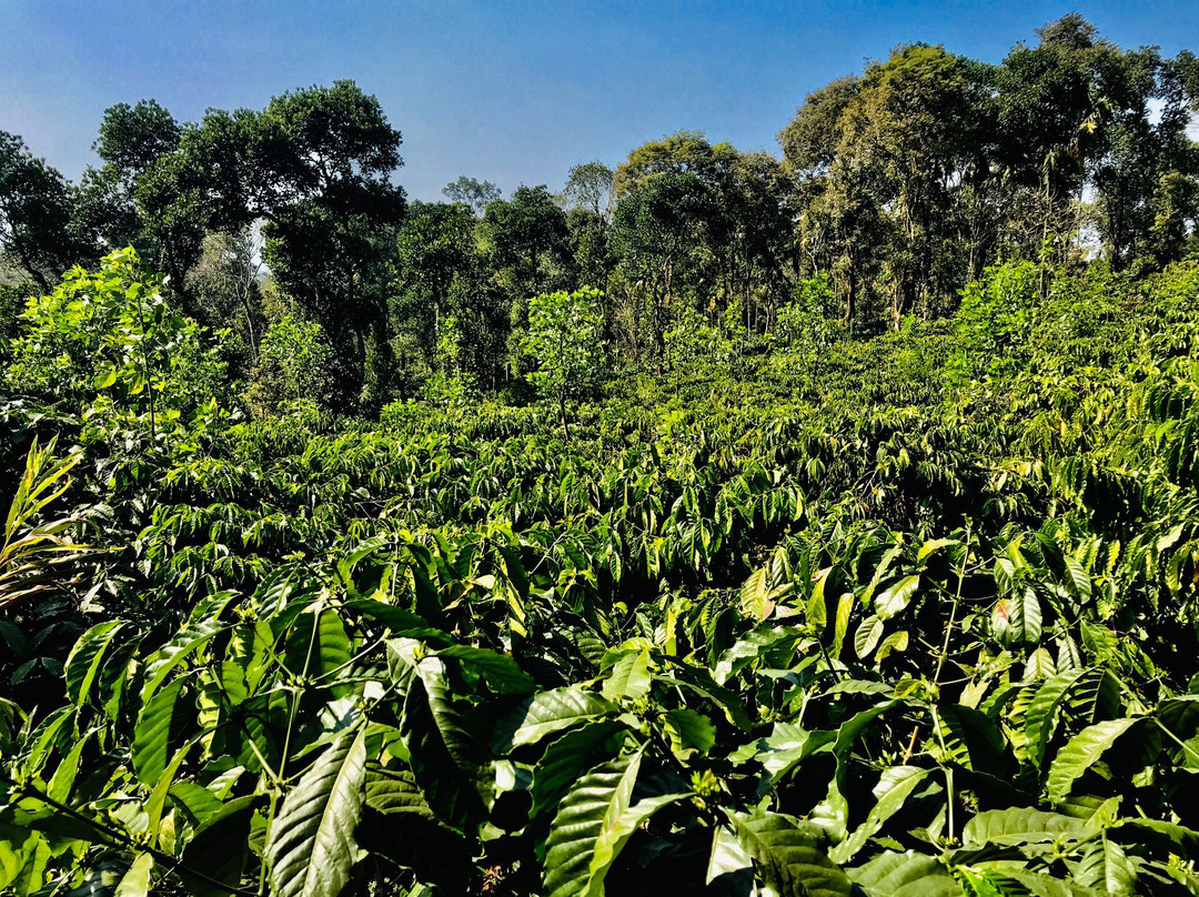 Dhanagiri Home Stay主图