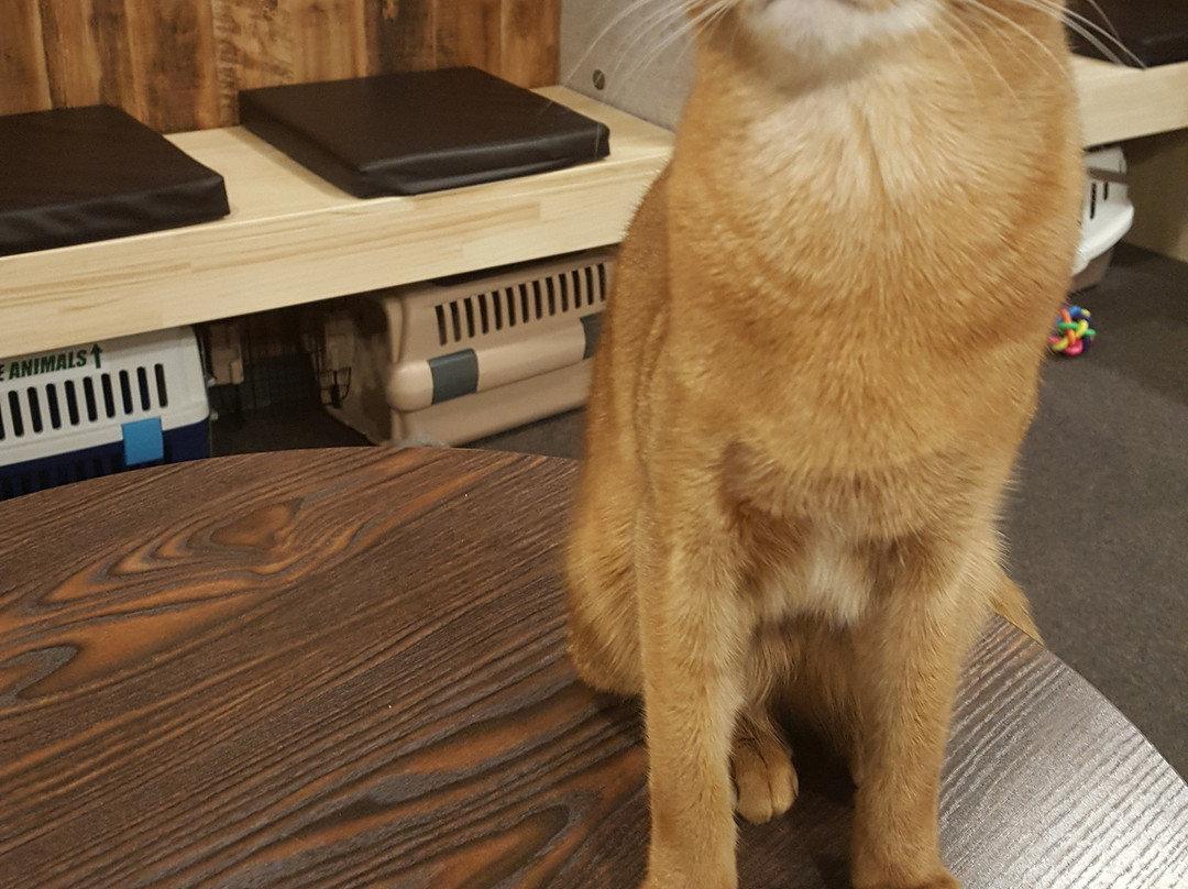 Cat Cafe Singeki Cat-Kabukicho必去景点