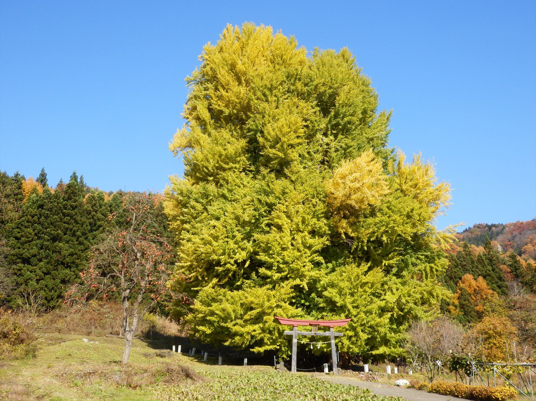 Godo's Big Ginkgo Biloba Tree景点图片