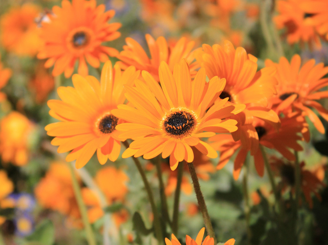 Oorlogskloof Nature Reserve-Nieuwoudtville必去景点