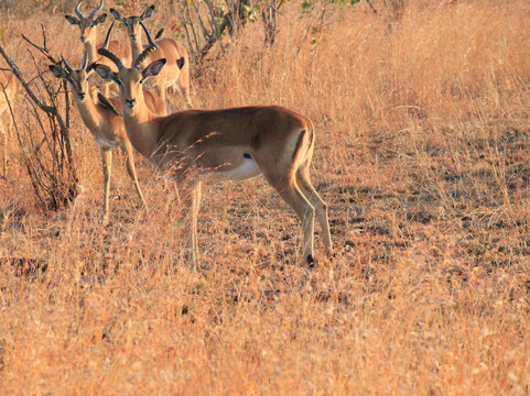 Moving On African Grounds-雾观必去景点