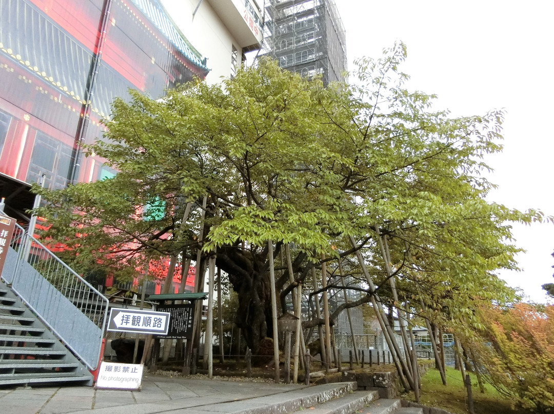 Kongozakura-日光市必去景点