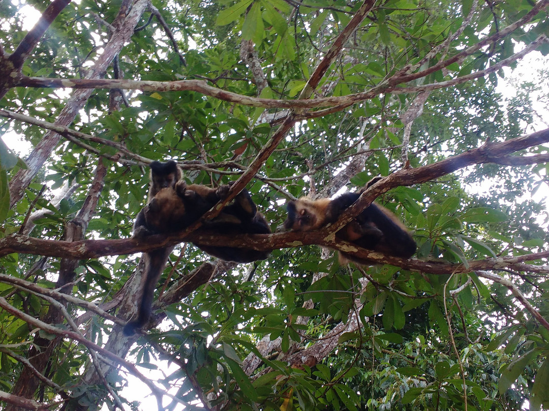 Parque Estadual do Rio Doce景点图片