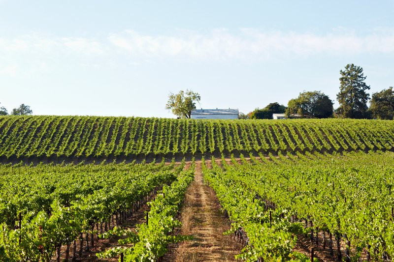 Simi Winery景点图片