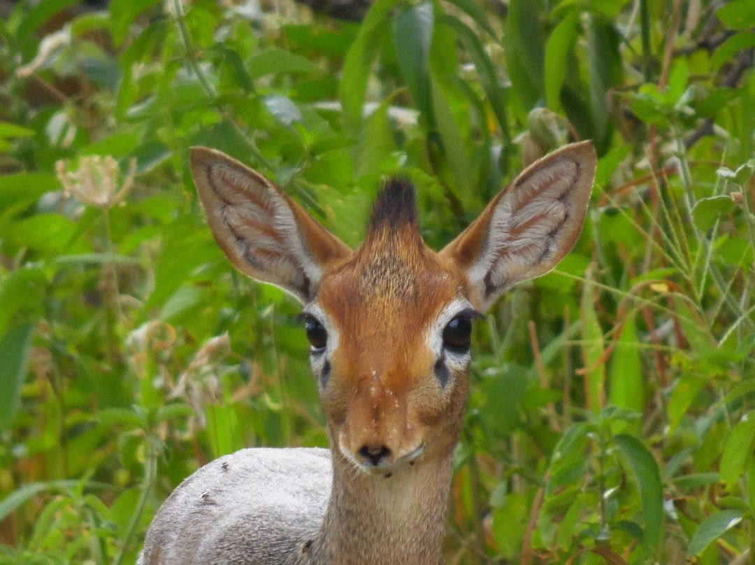 Paragon Safaris Club-阿鲁沙必去景点