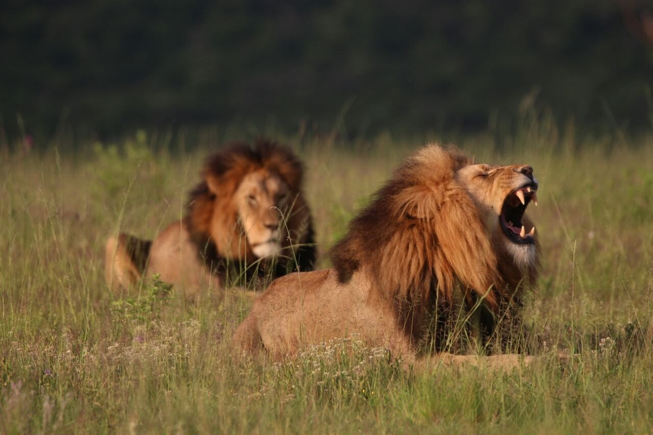 Nambiti Plains Private Game Lodge-官方