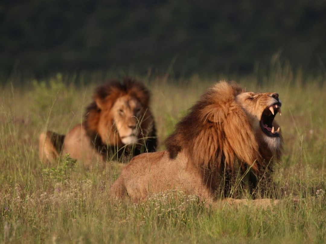 Nambiti Plains Private Game Lodge主图