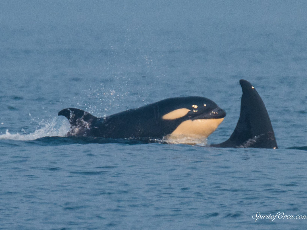 Spirit of Orca Whale Watching & Wildlife Tours景点图片