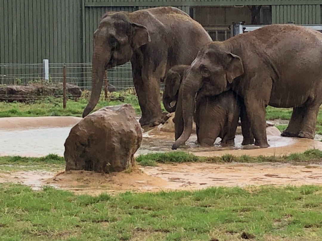 Whipsnade Zoo景点图片