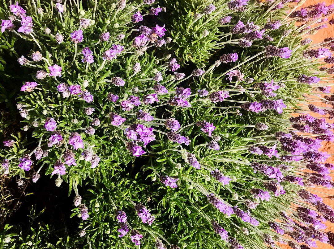 Lavander Farms Of Pozos景点图片