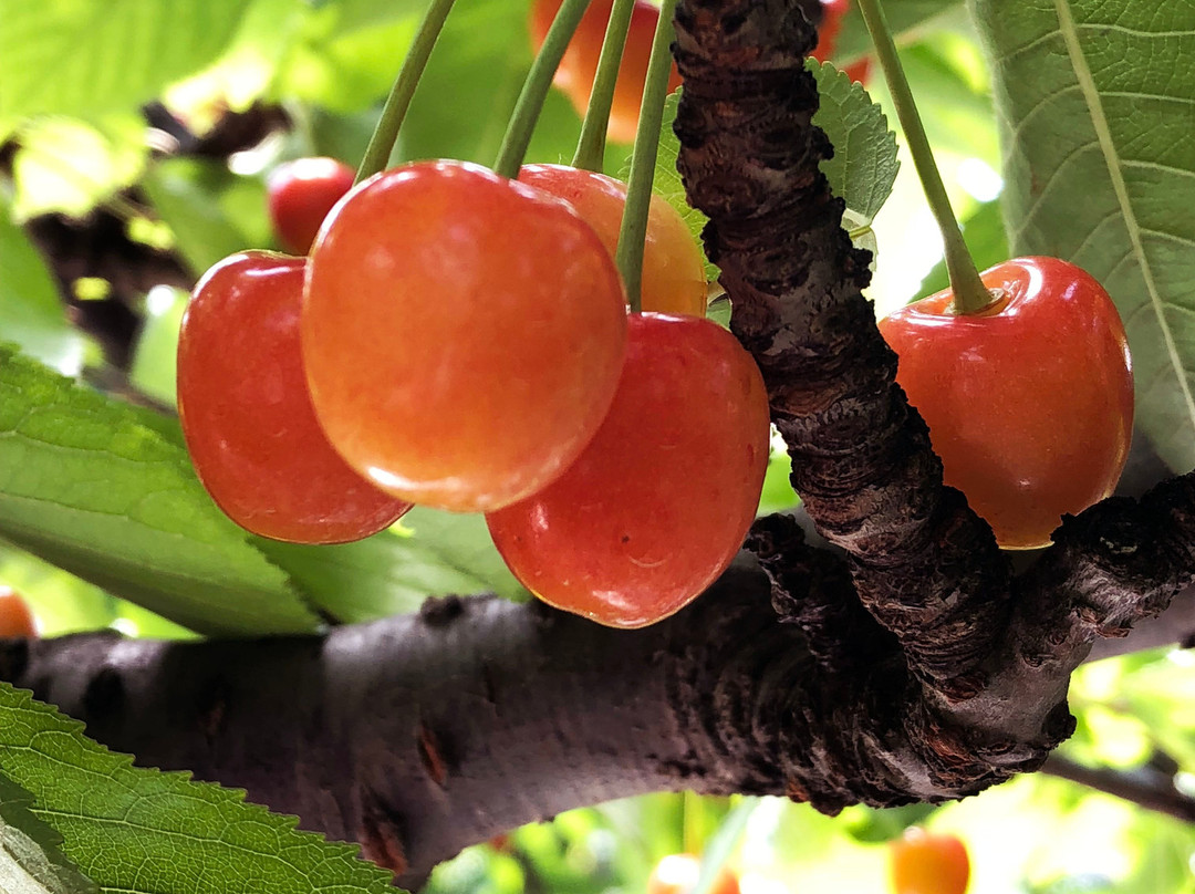 Mikami Fruits Garden-沼田市必去景点