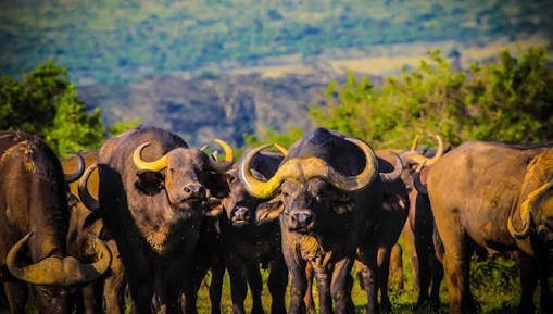 Tanzania Plain Safaris景点图片