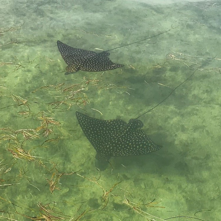 Better Than Most Scuba-马拉松必去景点