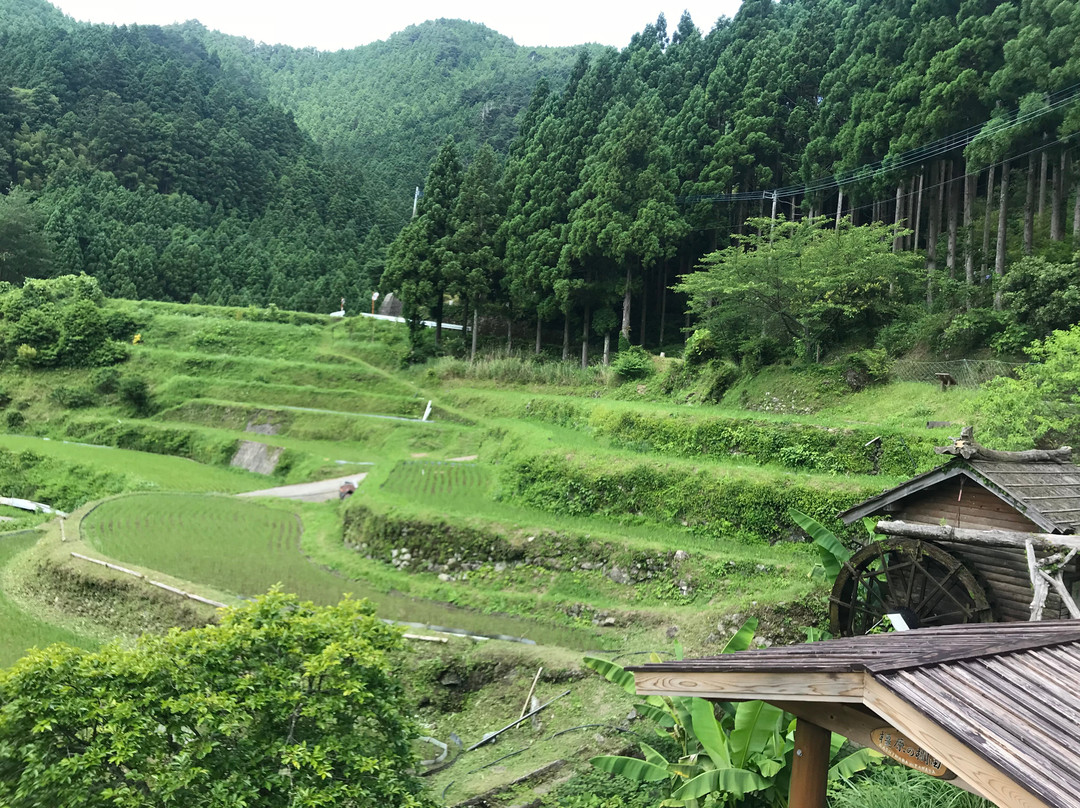 Kashihara Rice Terraces景点图片
