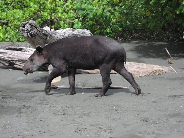 Sierpe River Camp主图